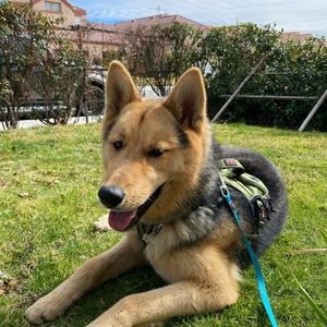 Meet your Posher, Iris